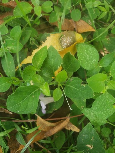 Ruellia prostrata, photographed by Shaan Aroeste