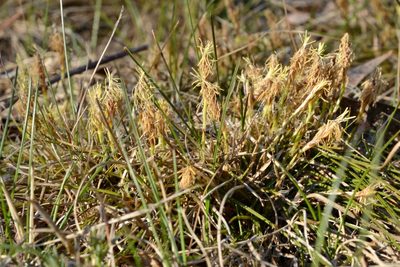Carex humilis, photographed by Petr Harant