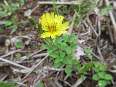 Ixeris stolonifera, photographed by Marco Mussita