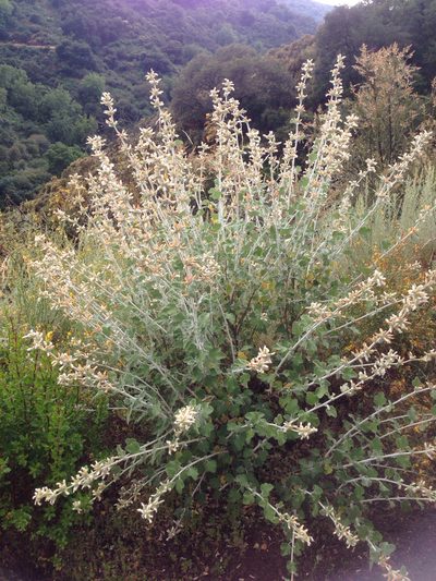 Malacothamnus arcuatus, photographed by Cindy Roessler