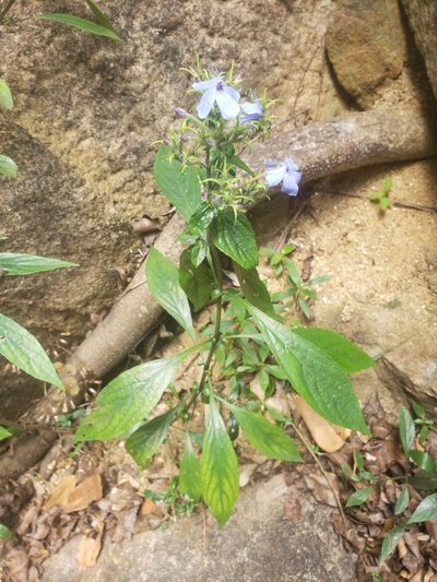 Eranthemum capense, photographed by Shaan Aroeste