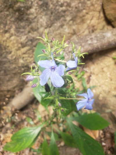 Eranthemum capense, photographed by Shaan Aroeste