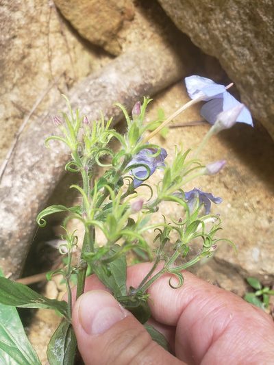 Eranthemum capense, photographed by Shaan Aroeste