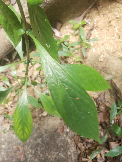 Eranthemum capense, photographed by Shaan Aroeste
