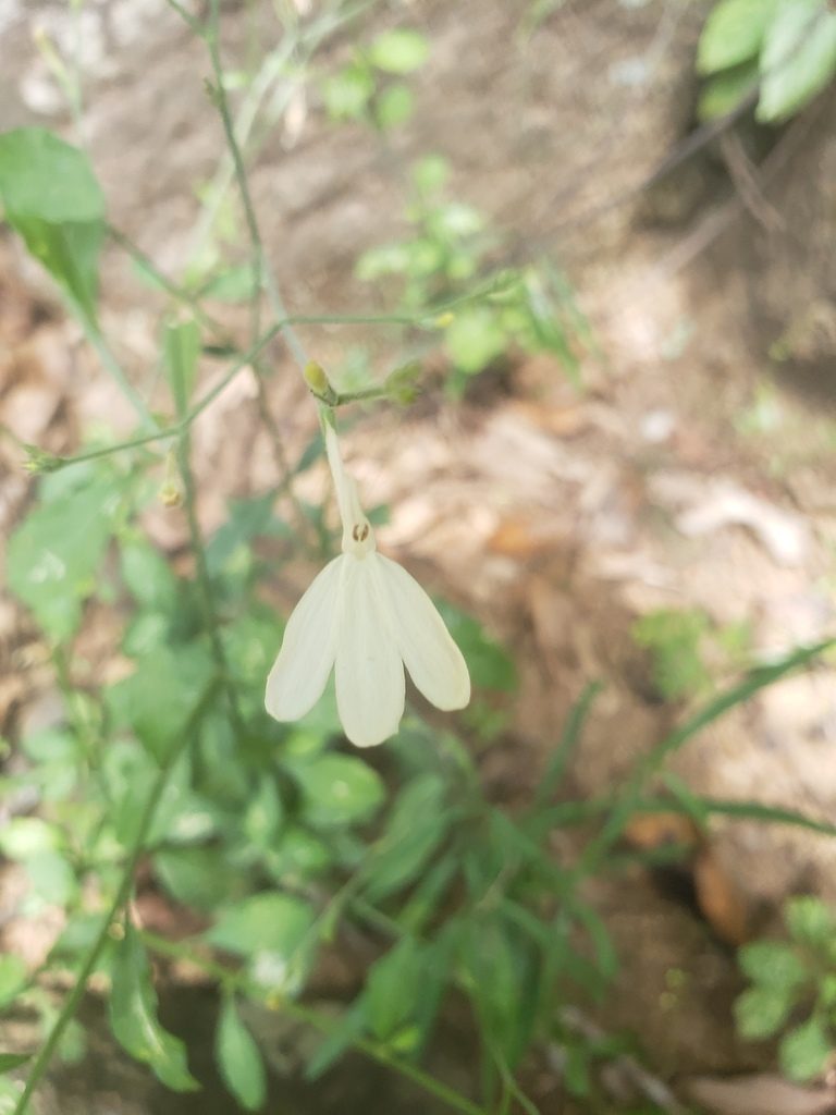Rhinacanthus flavovirens, photographed by Shaan Aroeste
