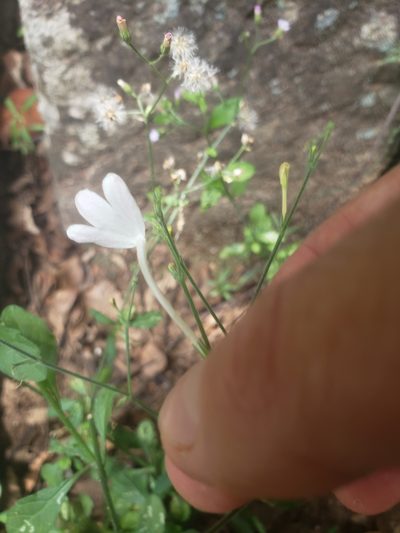 Rhinacanthus flavovirens, photographed by Shaan Aroeste