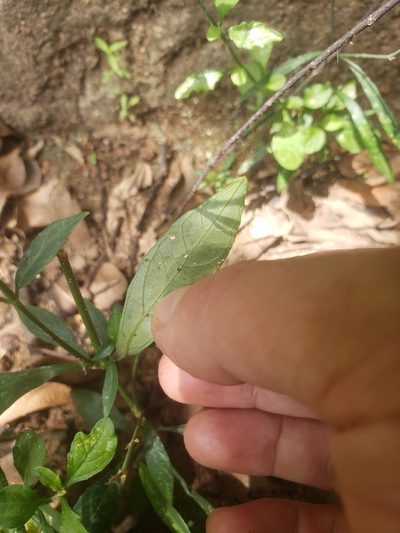 Rhinacanthus flavovirens, photographed by Shaan Aroeste
