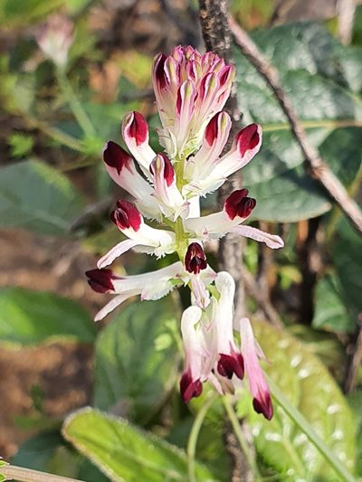 Fumaria flabellata, photographed by Mehdi Chetibi