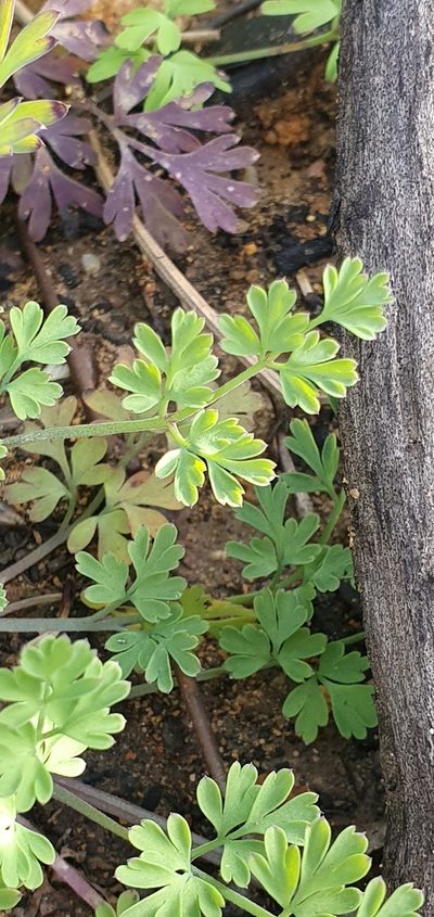 Fumaria flabellata, photographed by Mehdi Chetibi