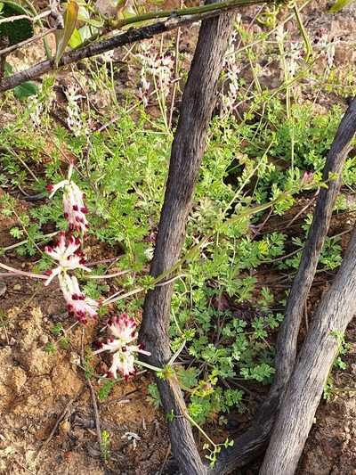 Fumaria flabellata, photographed by Mehdi Chetibi