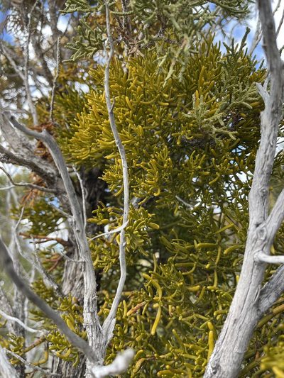Phoradendron hawksworthii, photographed by CK2AZ