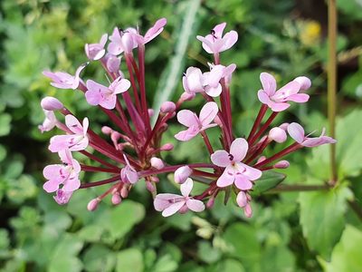 Valeriana graciliflora, photographed by Mehdi Chetibi