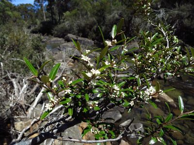 Nematolepis squamea, photographed by Cowirrie