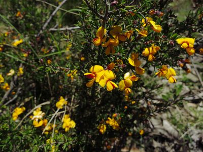 Pultenaea juniperina, photographed by Cowirrie