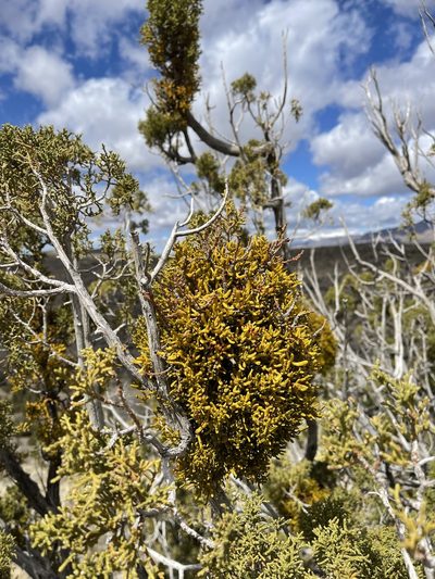 Phoradendron hawksworthii, photographed by CK2AZ