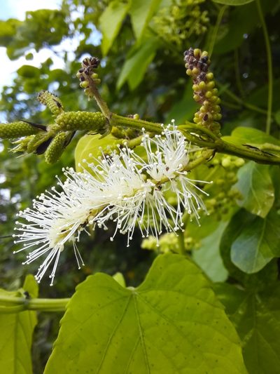 Mimosa caesalpiniifolia, photographed by Paulo Nogueira