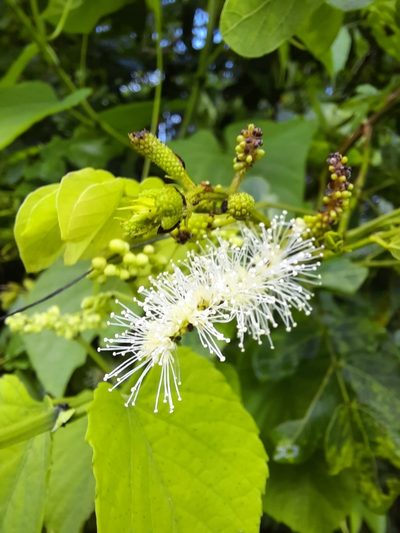 Mimosa caesalpiniifolia, photographed by Paulo Nogueira