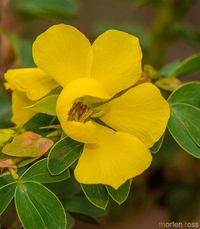 Chamaecrista desvauxii, photographed by Morten Ross