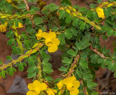 Chamaecrista desvauxii, photographed by Morten Ross