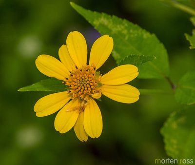 Melanthera latifolia, photographed by Morten Ross