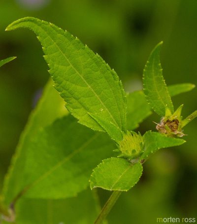 Melanthera latifolia, photographed by Morten Ross
