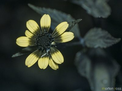 Melanthera latifolia, photographed by Morten Ross