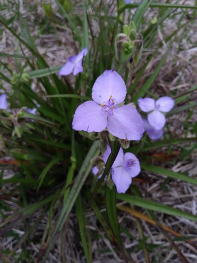 Tradescantia roseolens, photographed by Daniel Estabrooks