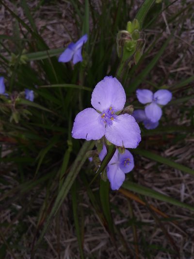 Tradescantia roseolens, photographed by Daniel Estabrooks