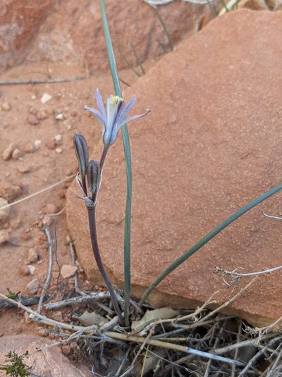 Androstephium breviflorum, photographed by Trevor Van Loon