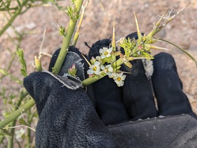 Menodora spinescens, photographed by Trevor Van Loon