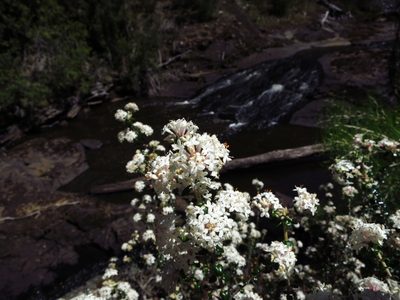 Pimelea nivea, photographed by Cowirrie