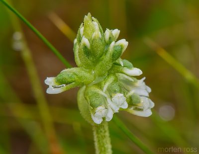 Cyclopogon apricus, photographed by Morten Ross