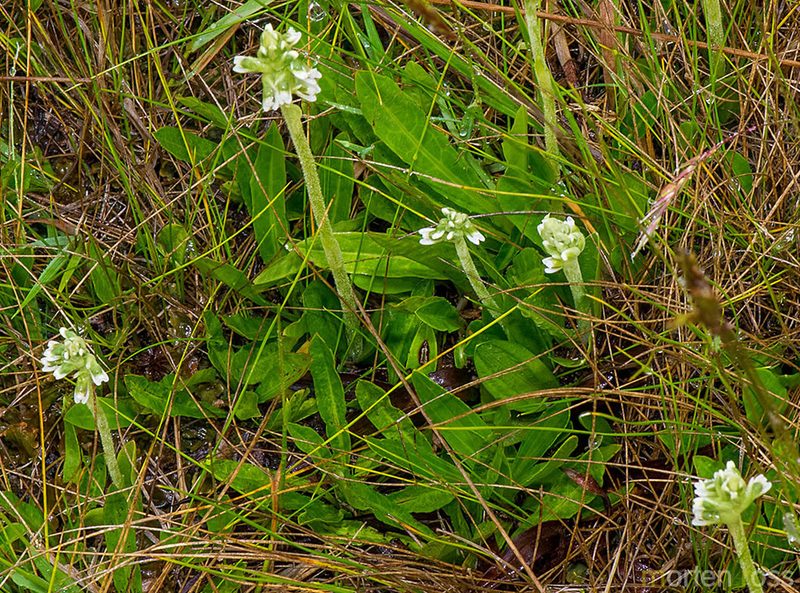 Cyclopogon apricus, photographed by Morten Ross