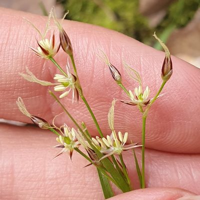 Luzula forsteri, photographed by Mehdi Chetibi