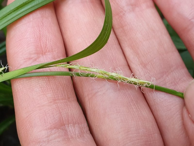 Carex paui, photographed by Mehdi Chetibi