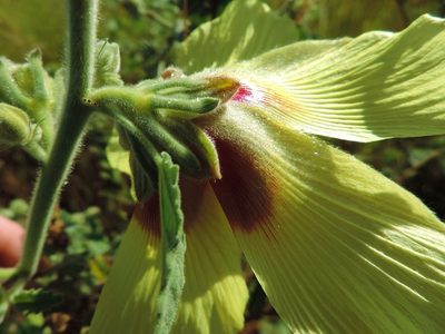 Cravenia panduriformis, photographed by i_c_riddell