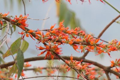 Woodfordia fruticosa, photographed by Dinesh Valke