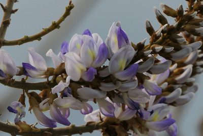 Pueraria tuberosa, photographed by Dinesh Valke
