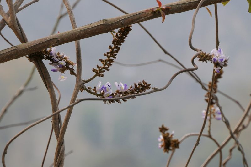 Pueraria tuberosa, photographed by Dinesh Valke