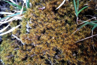 Campylium protensum, photographed by George Greiff