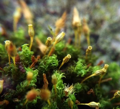 Ulota crispula, photographed by George Greiff
