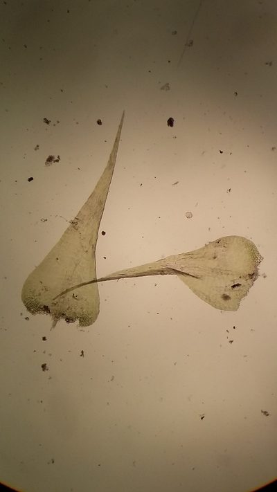 Campylium protensum, photographed by George Greiff