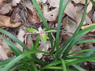 Cymbidium goeringii, photographed by mami_t_t