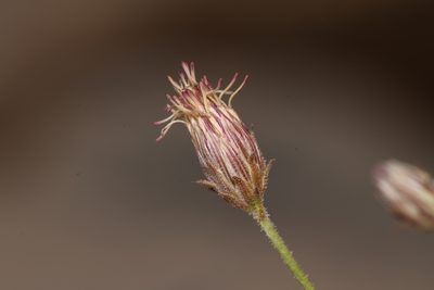 Pleurocoronis pluriseta, photographed by Trevor Van Loon