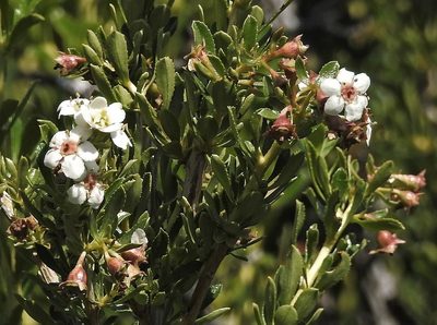Escallonia virgata, photographed by Hugo Hulsberg