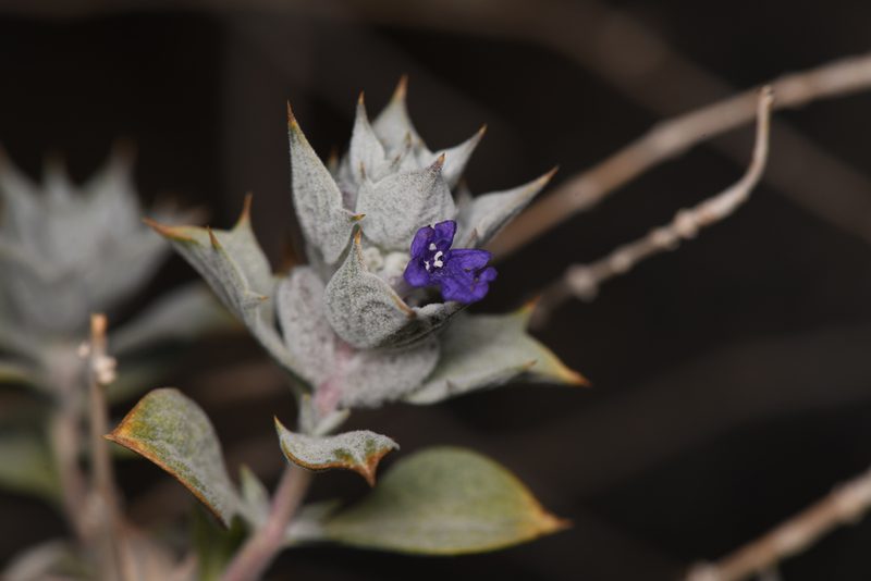 Salvia funerea, photographed by Trevor Van Loon