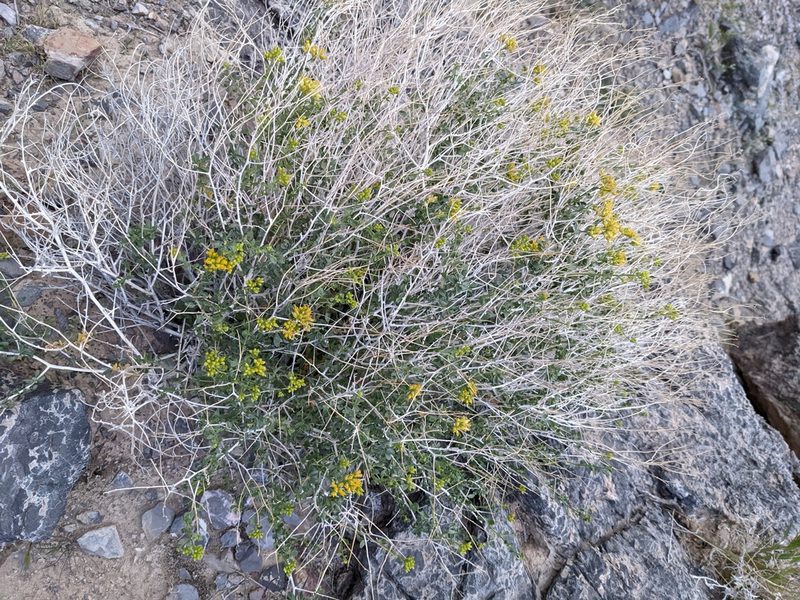 Amphipappus fremontii, photographed by Trevor Van Loon