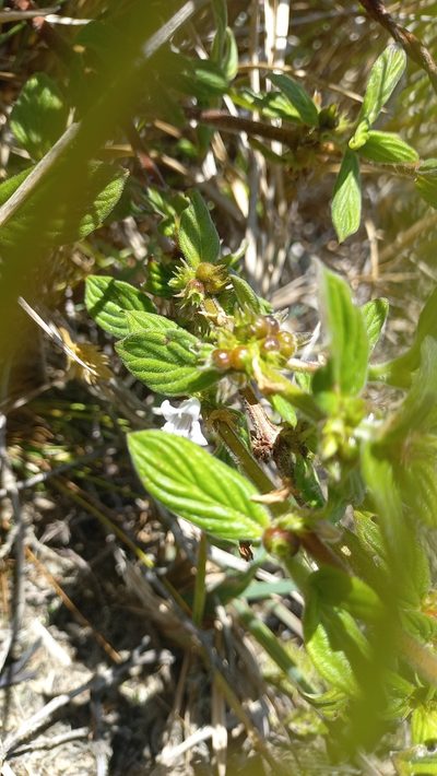 Hexasepalum radulum, photographed by JG