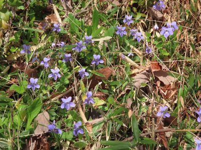 Viola grypoceras, photographed by mami_t_t