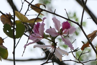 Bauhinia variegata, photographed by Dinesh Valke